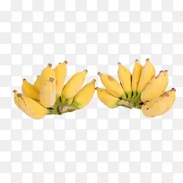 米蕉香蕉水果