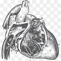 心脏血脉流动器官手绘