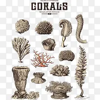 矢量素描珊瑚