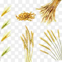 各种小麦