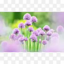 紫色田野花海壁纸