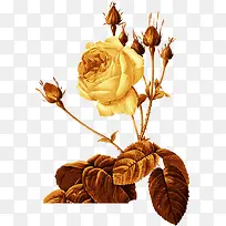 复古欧式金色玫瑰花装饰图案