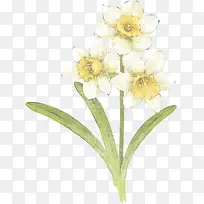 手绘白色水彩花朵水仙花