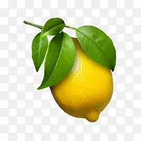 新鲜实物柠檬设计素材