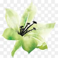 水仙花水彩画无框画