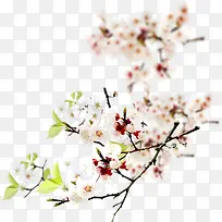 梦幻白色桃花美景
