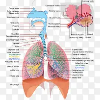 肺部结构