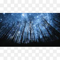 蓝色星空茂密的树林