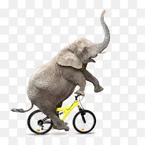 大象骑车