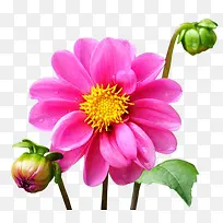 手绘菊花