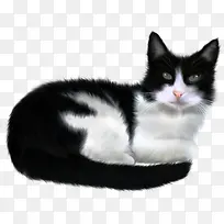 蜷缩的猫咪