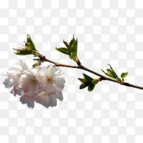 一枝杏花