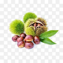 带刺的栗子果实