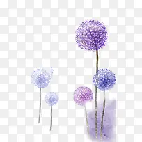 紫色大花葱图片素材
