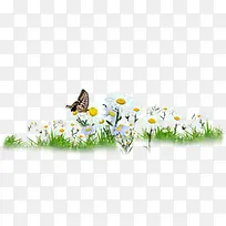 春季白色花海蝴蝶