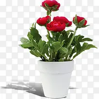 花盆盆栽红色花朵