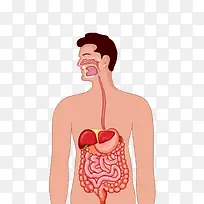 人体肠胃器官图