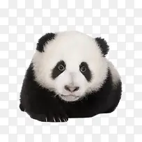 趴着的熊猫