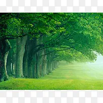 唯美的森林绿地海报背景