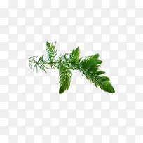 海底植物