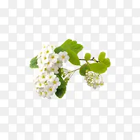 白色清新草莓花植物