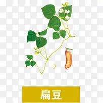扁豆