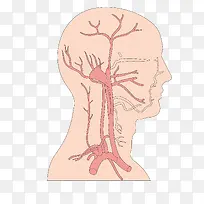 矢量人体器官脑血管