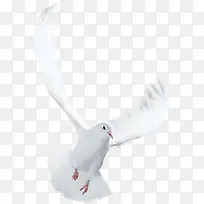 白色展翅海鸟
