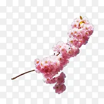 花卉元素