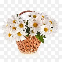 一小框白色的野菊花