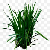 高清创意绿色草本植物小麦