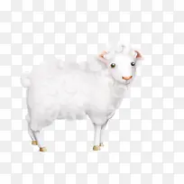 白色小绵羊