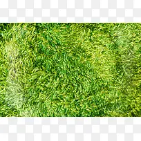 绿色地毯背景