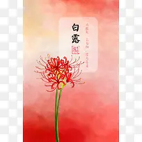 红色花朵节气白露