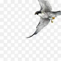 燕隼鸟飞翔水彩图