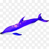 高清紫色摄影海豚效果