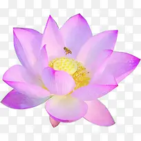 紫色田园美景荷花蜜蜂