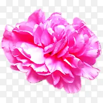 粉色盛开多层花朵装饰植物