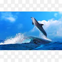 海面上跳跃的海豚海报背景