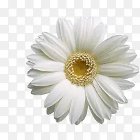 白色菊花花朵图片