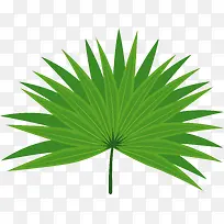 棕榈叶植物矢量图