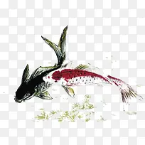 鲤鱼