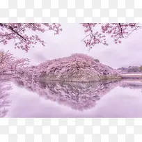 紫色梦幻花海湖面