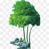 三棵佛肚竹