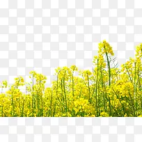 黄色油菜花背景图