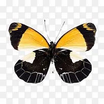 黄黑色的蝴蝶