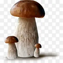 蘑菇