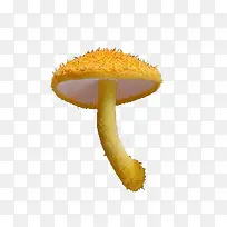 黄色真菌