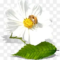 创意摄影白色的茉莉花