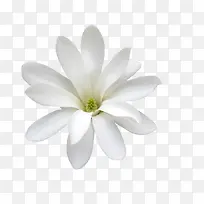 高清摄影白色的茉莉花